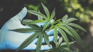 Trump estaría abierto a reclasificar la marihuana como una droga menos peligrosa