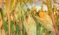 UAG: La dieta de la milpa, la alternativa mexicana a la dieta mediterránea
