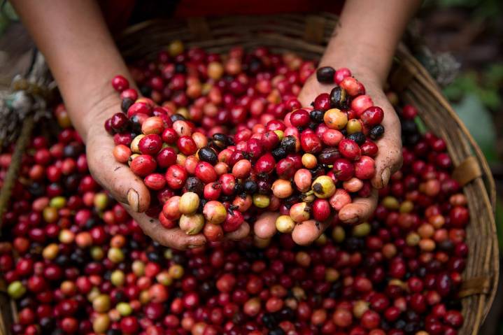 Exportaciones mexicanas de café se dispararon 135% en mayo: Banxico