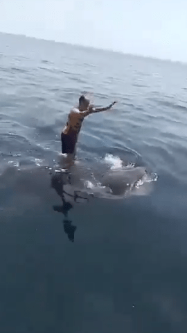 Terrifying moment idiot thrillseeker surfs and dances on top of SHARK - as viewers slam moronic and cruel stunt