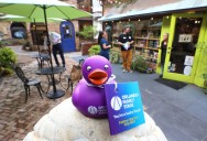 Find a purple duck? Claim it and you might win free tickets