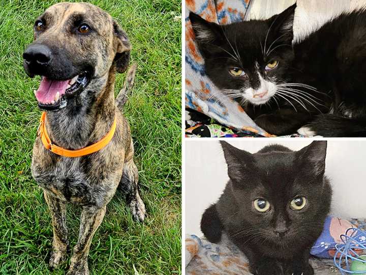 Pets of the week: Ollie is very friendly. Robert and Gigi are curious kittens