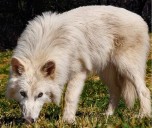 El regreso del lobo terrible y el debate sobre la desextición de animales