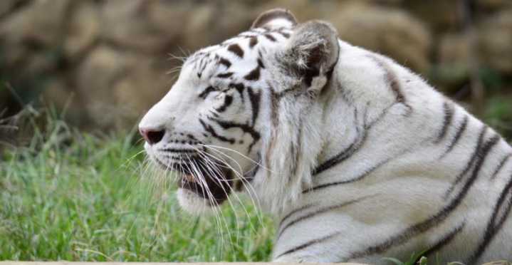 Tragedia felina: tigresa de 21 años pierde la vida en disputa con su cría en el Zoológico de Cali