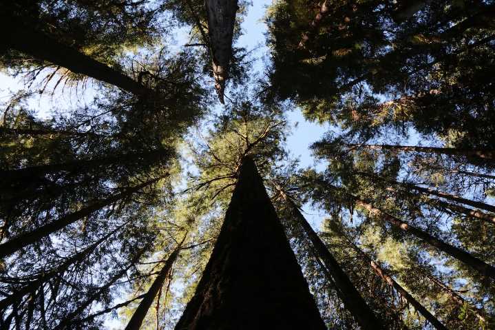 Why the Salmon-Huckleberry Wilderness is Mount Hood’s best