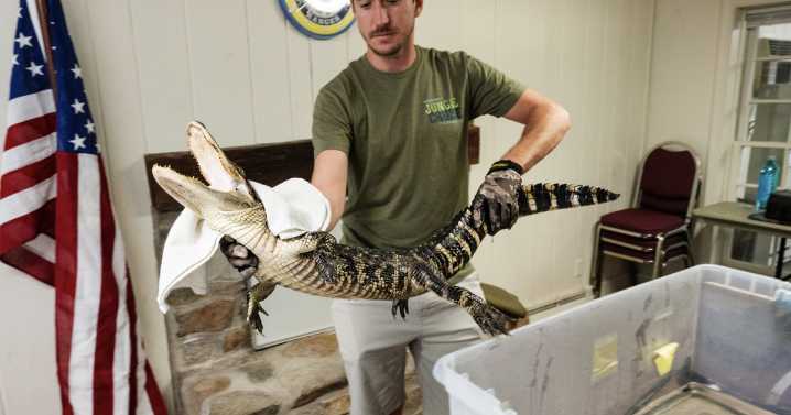 Florida man who captured alligator in Pennsylvania lake will bring reptile to his sanctuary