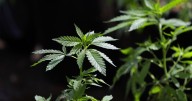 Trump looking into reclassifying marijuana as less dangerous drug