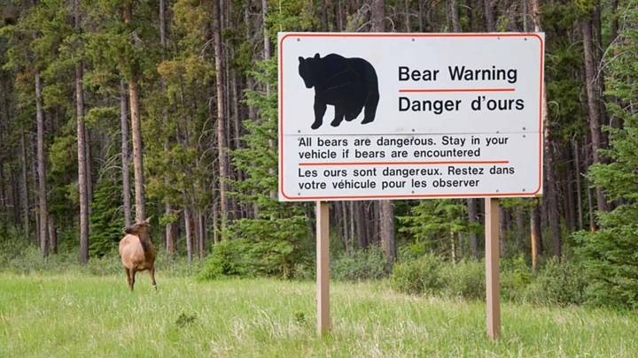 Charging Grizzlies Spark Rare And Widespread ‘Bear Warning’ In Canada