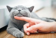 Checa por qué les dicen “michis” a los gatos