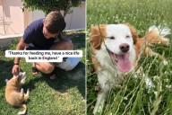 Couple Feed Stray Puppy on Vacation—No One Ready for How Story Unfolds