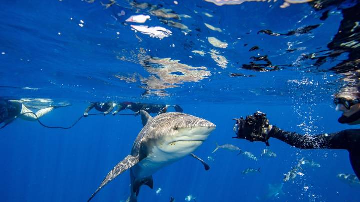 Florida beach tops list of shark attacks in U.S. since 1642: Report