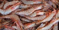 Alerta por mariscos “importados”