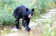 Ferguson orders investigation into conduct of WA Fish and Wildlife Commission members