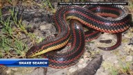 FWC seeks help searching for rare rainbow snake last spotted in 2020 