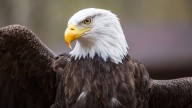 'Bird killer': Trump slammed for 'hypocrisy' over wind farm vendetta