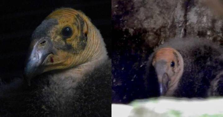 Chapultepec celebra el nacimiento de un cóndor de California