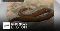 Maine wildlife officials warn about hammerhead worms