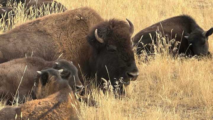 Meet Thunder & Lightning, The Bulls That Lead Wyoming’s Iconic State Bison Herd