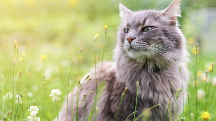 Massachusetts city is electing a cat mayor and it's getting paw