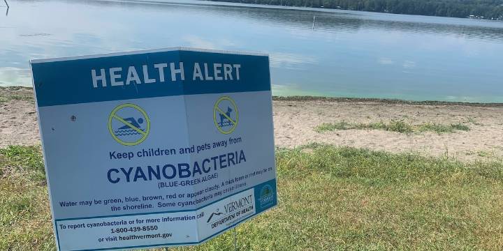 Lake Carmi approved for chemical treatment to stem blue