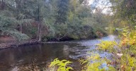 E-Coli is present in Chico's Big Chico Creek