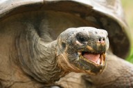 Tortoise hatchlings born of century-old parents come out of their shells at Philadelphia Zoo