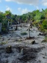 Arrasa fuego con 150 hectáreas en Holbox; autoridades trabajan para controlar incendio 