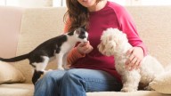 Qué son y qué beneficios tienen los animales de compañía