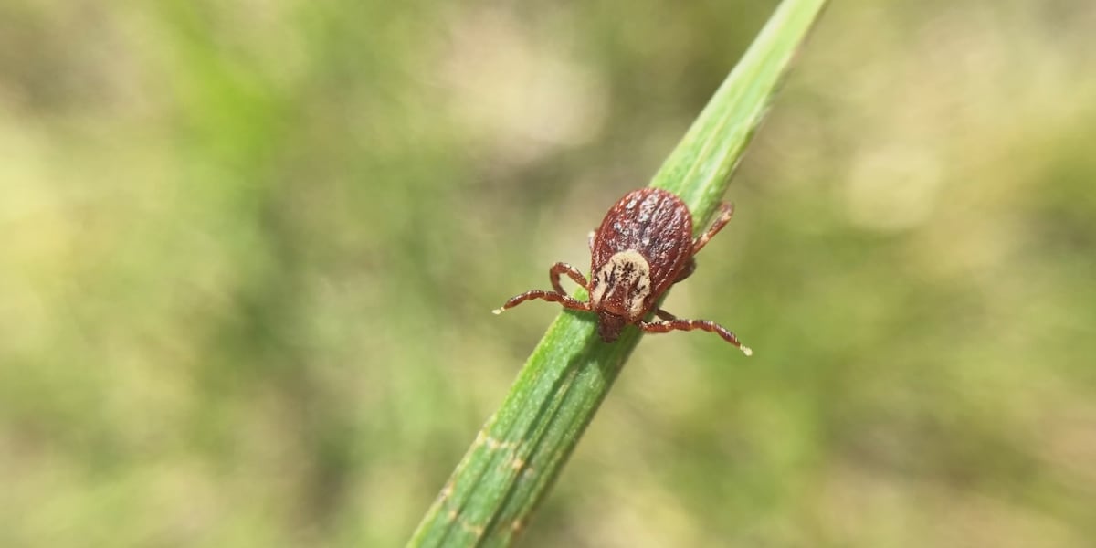 Report: Tennessee, Kentucky among top 25 states with most ticks, tick