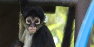 ‘They’ve had a tough life’: Saint Louis Zoo takes in spider monkeys recovering from illegal wildlife trade