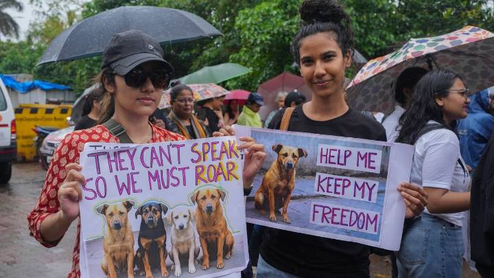 Court orders stray dogs in New Delhi released, easing its order to move them all to shelters