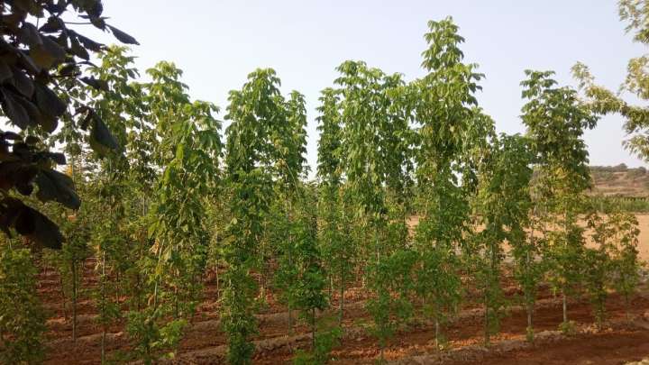 La Diputación de León ofrecerá árboles y plantas del vivero provincial a ayuntamientos y juntas vecinales