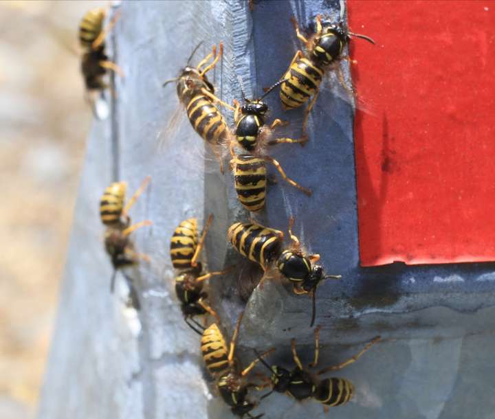Think before you swat: How wasps mark you as a target for the group