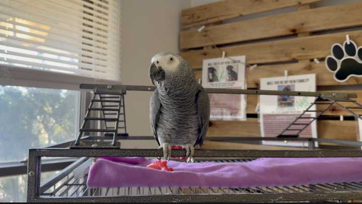 Boone County animal rescue educates public on care for exotic pets