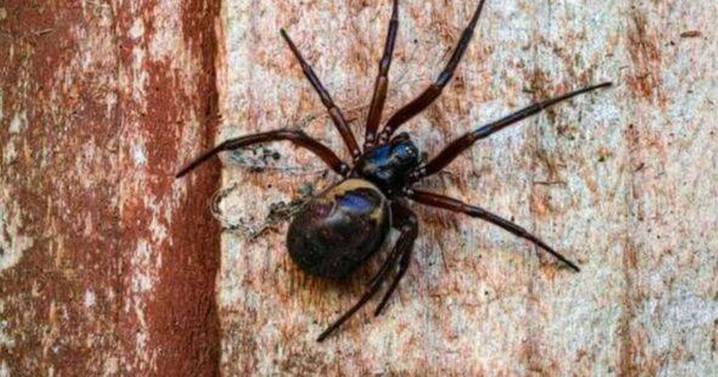 Urgent window warning as brutal bite spiders about to invade UK homes