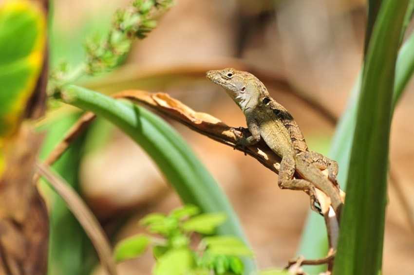 Lead-resistant lizards in New Orleans could hold clues to combating lead poisoning