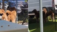 Heartbroken Pups Watch As Their Family Walks Away Forever At Florida Shelter