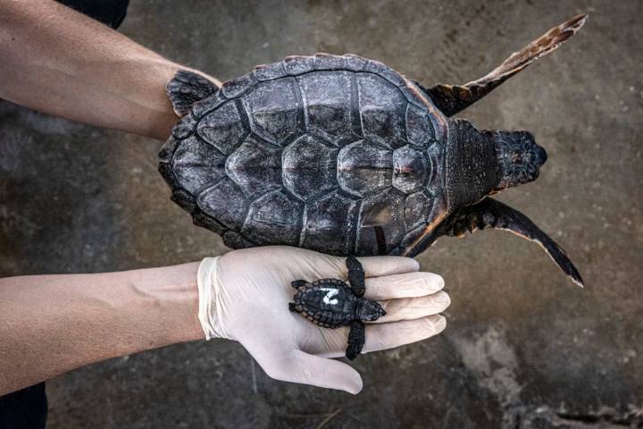 Las playas catalanas, cerca de un récord histórico de nidos de tortuga boba