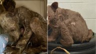 Sick, Malnourished Furry 'Pup' Found By California Rescuers Turns Out To Be Something Else