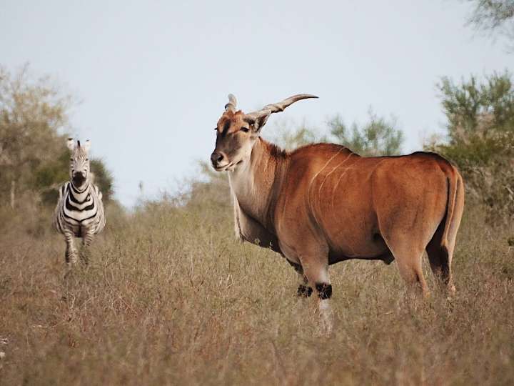 Tendrá Tamaulipas nuevo Parque Faunístico en rancho “El Tinieblo” de Jiménez