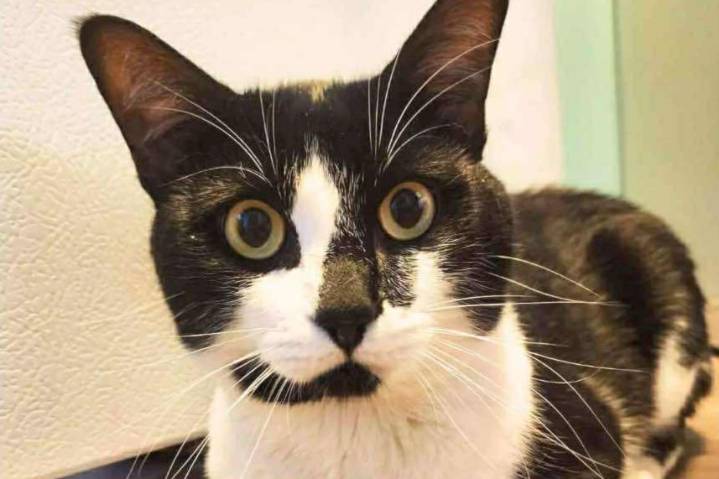 Cat goes missing on BC Ferries sailing