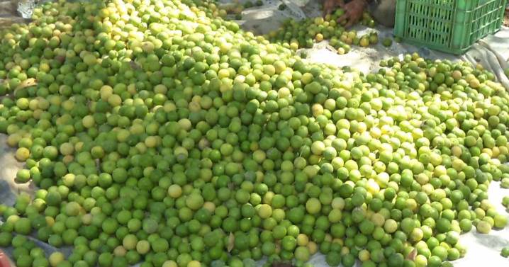 La 'caja chica' en crisis: ¿Por qué el precio del limón se disparó en Perú?