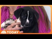 Animal Trainer Shares How to Properly Prepare for Pet Adoption