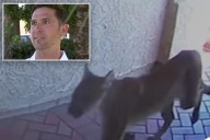 Mountain lion strolls into California home and bumps into man inside