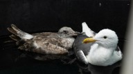 Western gulls hit with mystery illness found on South Bay beaches