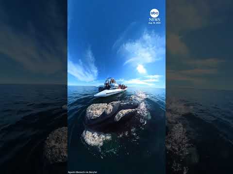 Whale greets tour boat passengers in Patagonia