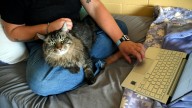 These colleges are welcoming pets in dorms to reduce students' stress and anxiety