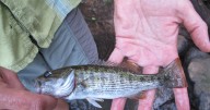 Georgia rivers home to 2 newly named black bass species
