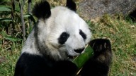 México: La ternura de la panda Xin Xin cautiva a los visitantes del Zoológico de Chapultepec
