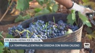 La tempranillo entra en cosecha con buena calidad